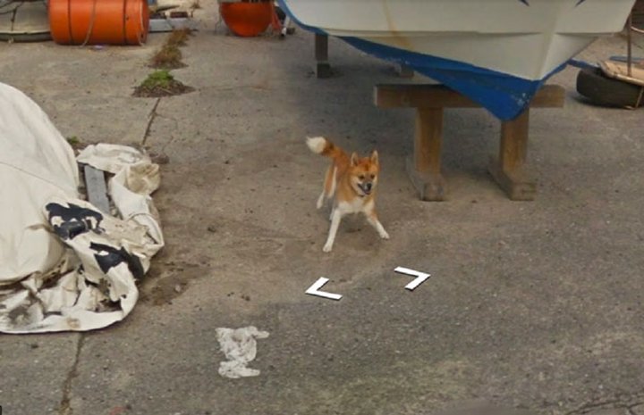 Google Maps'i takip eden köpek - 2