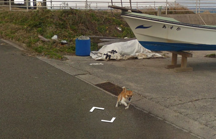 Google Maps'i takip eden köpek - 3