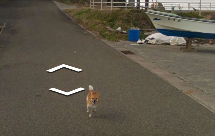 Google Maps'i takip eden köpek - 5