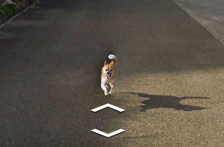 Google Maps'i takip eden köpek - 6