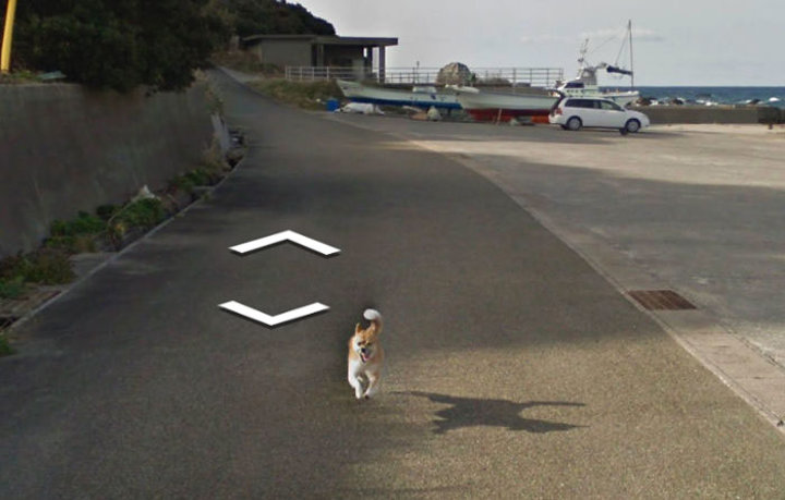 Google Maps'i takip eden köpek - 7