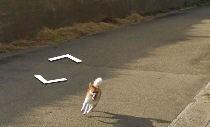 Google Maps'i takip eden köpek - 8