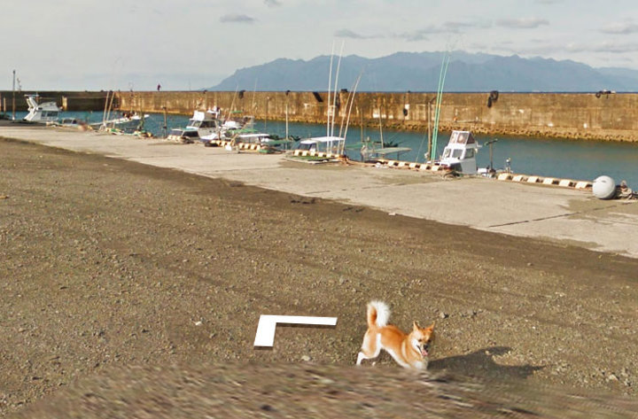 Google Maps'i takip eden köpek - 12