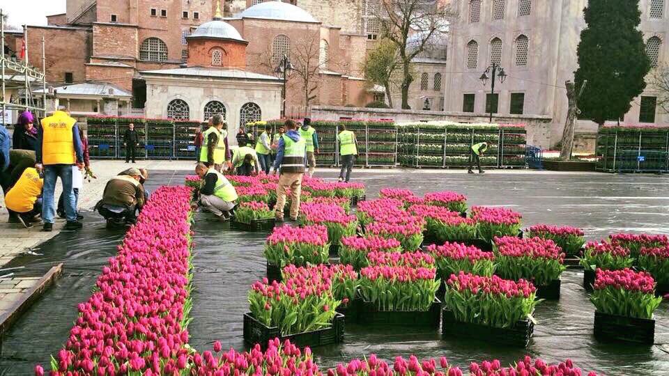 Dünyanın en büyük canlı lale halısı Sultanahmet Meydanı'nda - 0