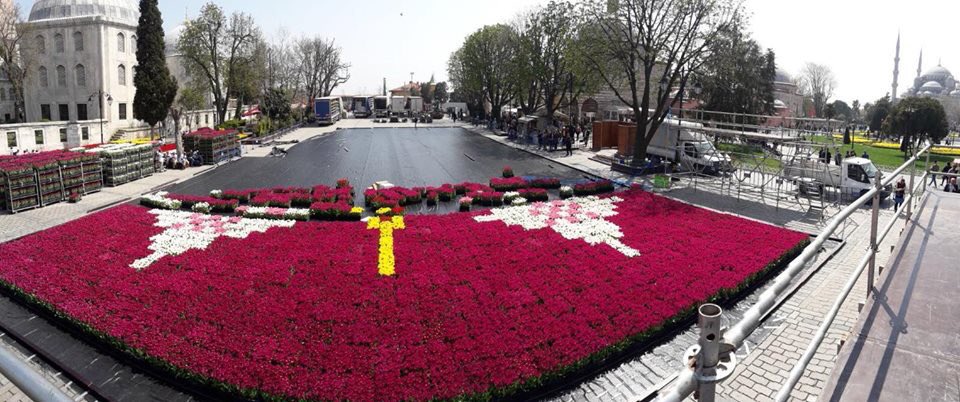 Dünyanın en büyük canlı lale halısı Sultanahmet Meydanı'nda - 0