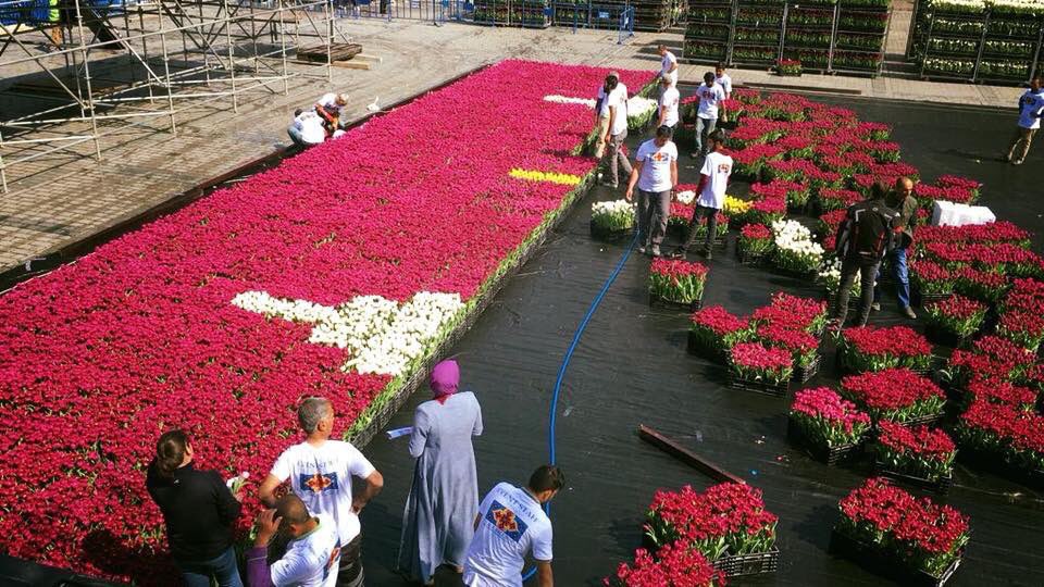 Dünyanın en büyük canlı lale halısı Sultanahmet Meydanı'nda - 0