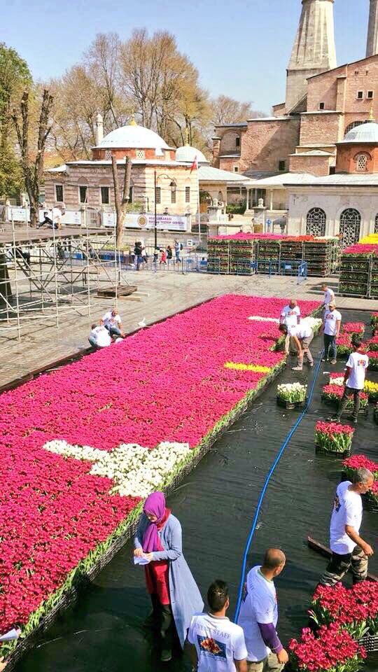 Dünyanın en büyük canlı lale halısı Sultanahmet Meydanı'nda - 0