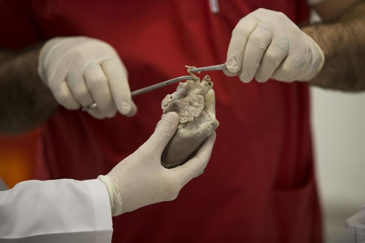 Lise öğrencilerine hayvan dokusuyla eğitim - 4