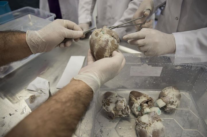 Lise öğrencilerine hayvan dokusuyla eğitim - 7