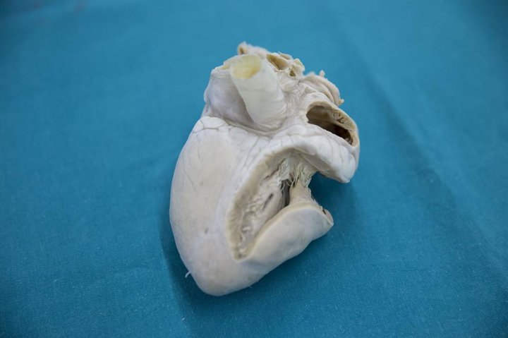 Lise öğrencilerine hayvan dokusuyla eğitim - 9