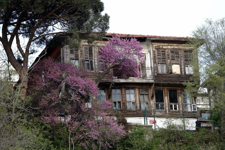 Erguvanlar turistlerin ilgi odağı oldu - 2