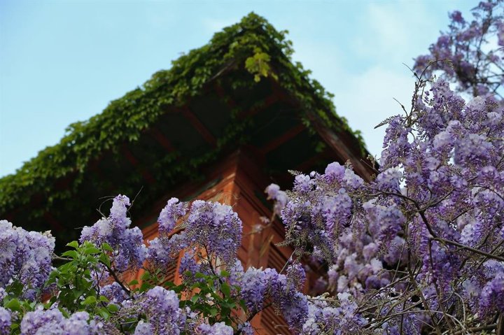 Erguvanlar turistlerin ilgi odağı oldu - 3