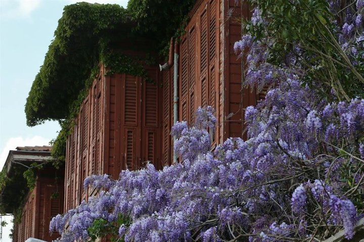 Erguvanlar turistlerin ilgi odağı oldu - 4