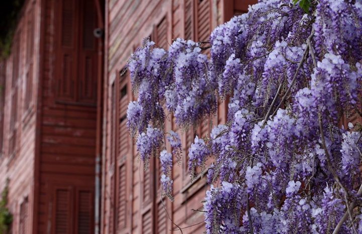 Erguvanlar turistlerin ilgi odağı oldu - 5