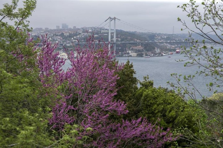 Erguvanlar turistlerin ilgi odağı oldu - 8