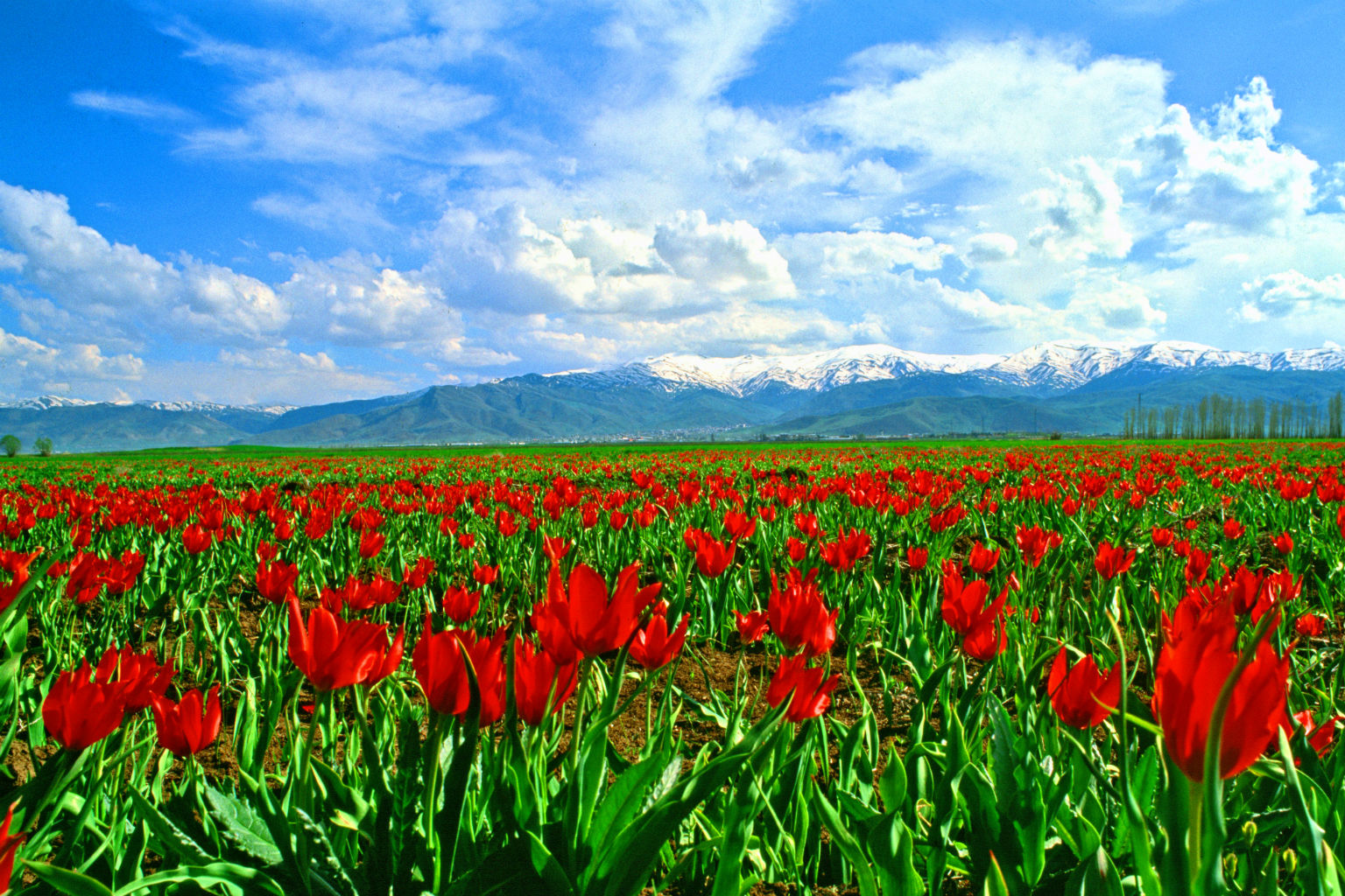 İşte kayyum atanan belediyelerin listesi - 12