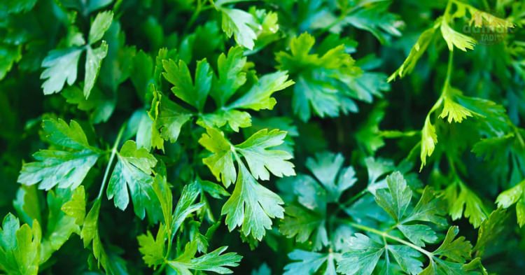 Göbek eriten 9 baharat çeşidi - 4