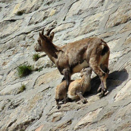 İtalya'da dağ keçileri ölüme meydan okuyor - 3