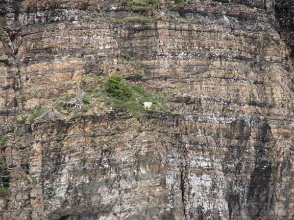 İtalya'da dağ keçileri ölüme meydan okuyor - 7