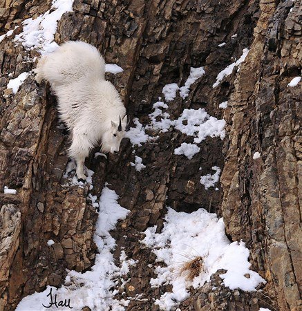 İtalya'da dağ keçileri ölüme meydan okuyor - 10