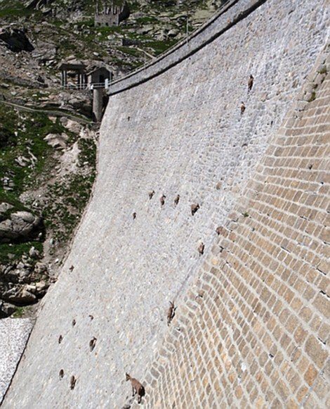 İtalya'da dağ keçileri ölüme meydan okuyor - 13