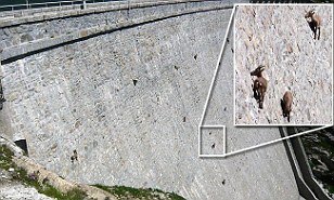 İtalya'da dağ keçileri ölüme meydan okuyor - 15