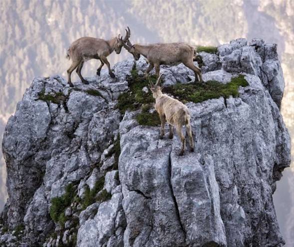 İtalya'da dağ keçileri ölüme meydan okuyor - 16