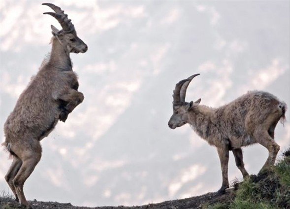 İtalya'da dağ keçileri ölüme meydan okuyor - 17