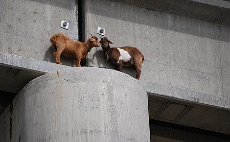 İtalya'da dağ keçileri ölüme meydan okuyor - 18