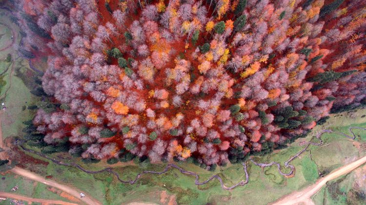 Batı Karadeniz yaylalarının sonbahar manzarası - 5