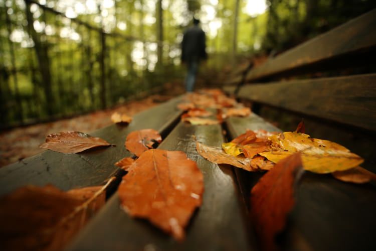 Batı Karadeniz yaylalarının sonbahar manzarası - 11