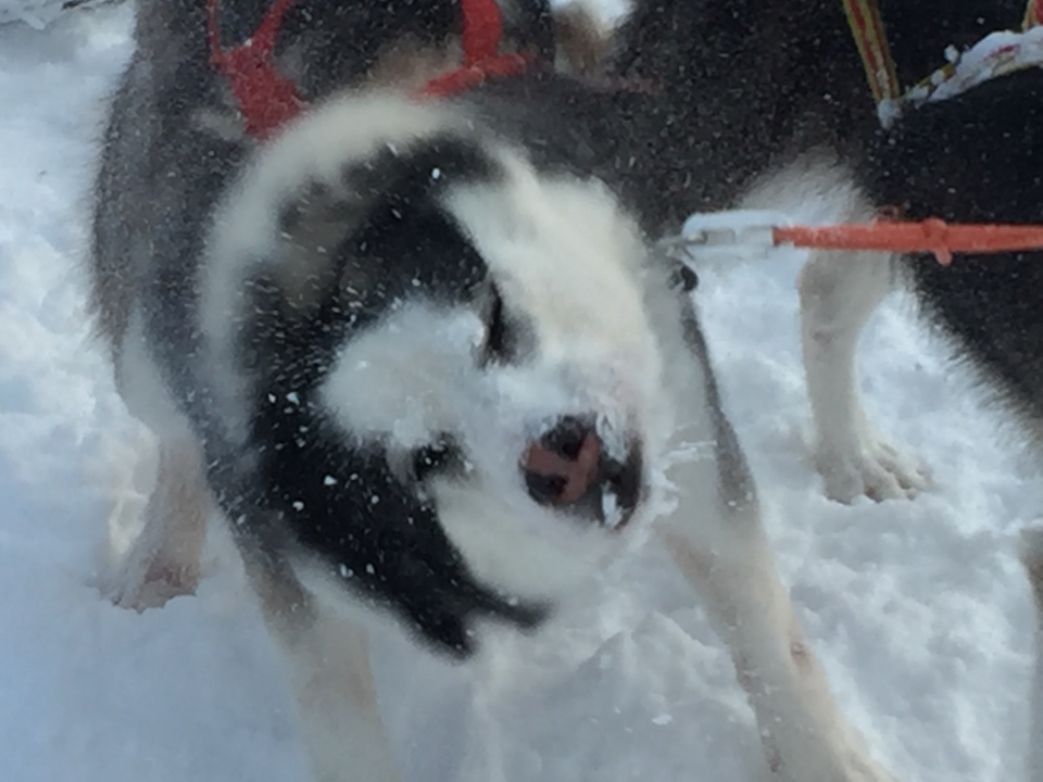 Kuzey ışıklarının görsel şovu - 6