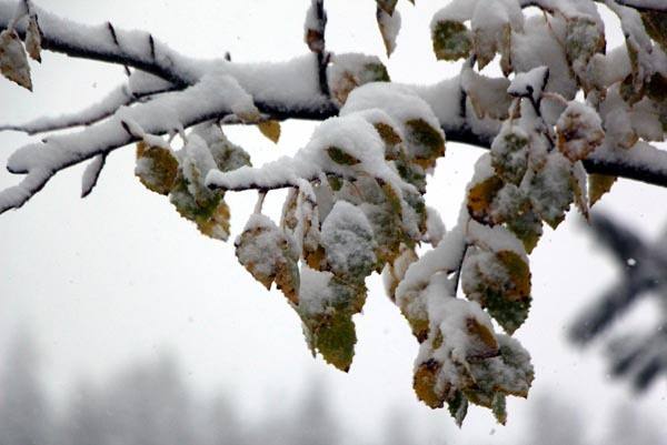 Kartepe'ye yılın ilk karı düştü - 9