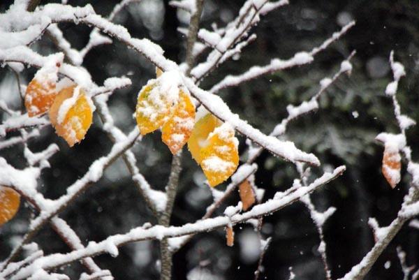 Kartepe'ye yılın ilk karı düştü - 14