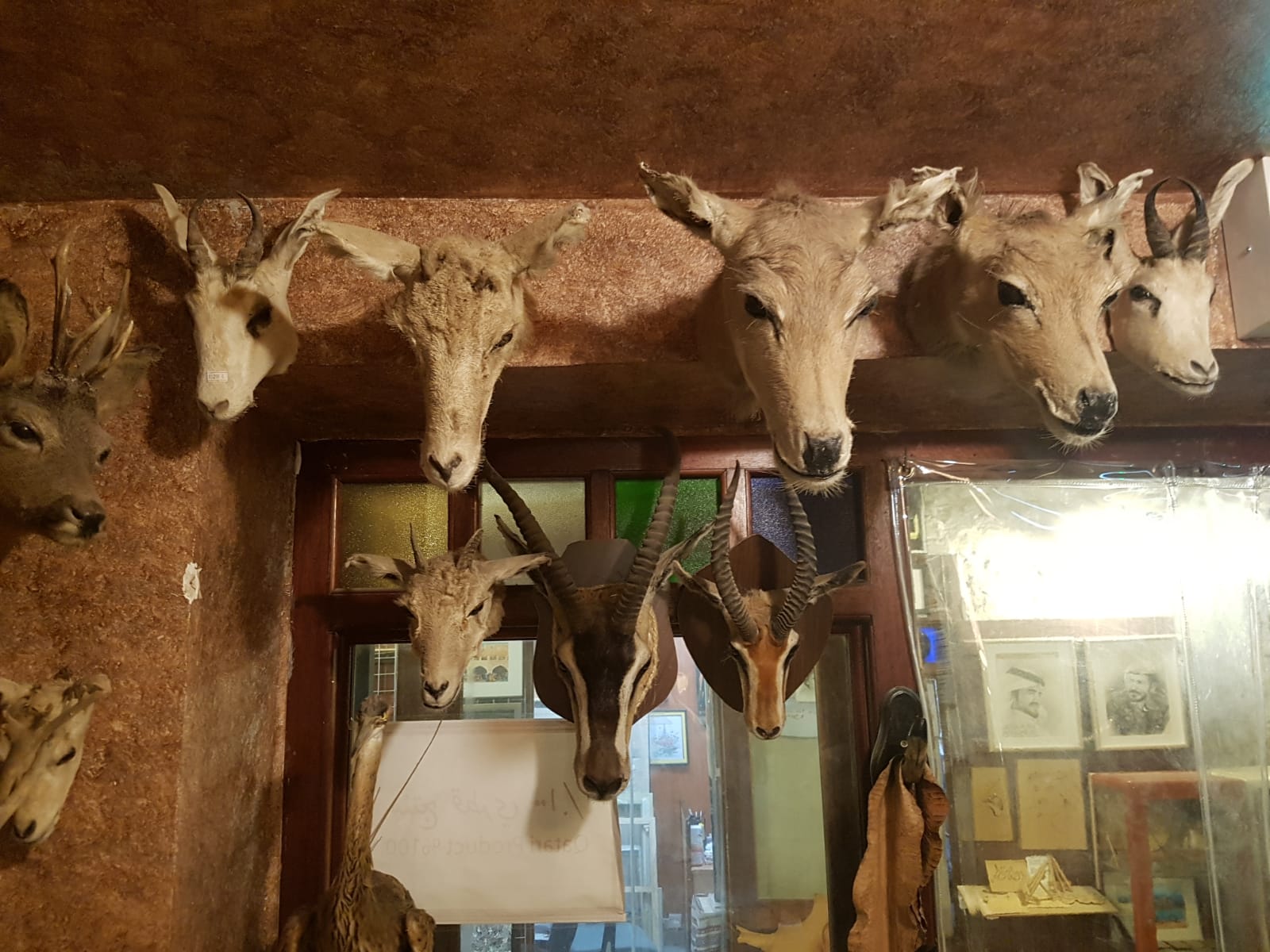 Katar çarşılarında sergilenen mumyalanmış hayvanlar - 0