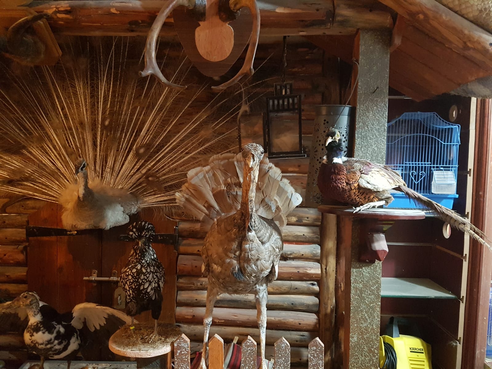 Katar çarşılarında sergilenen mumyalanmış hayvanlar ...