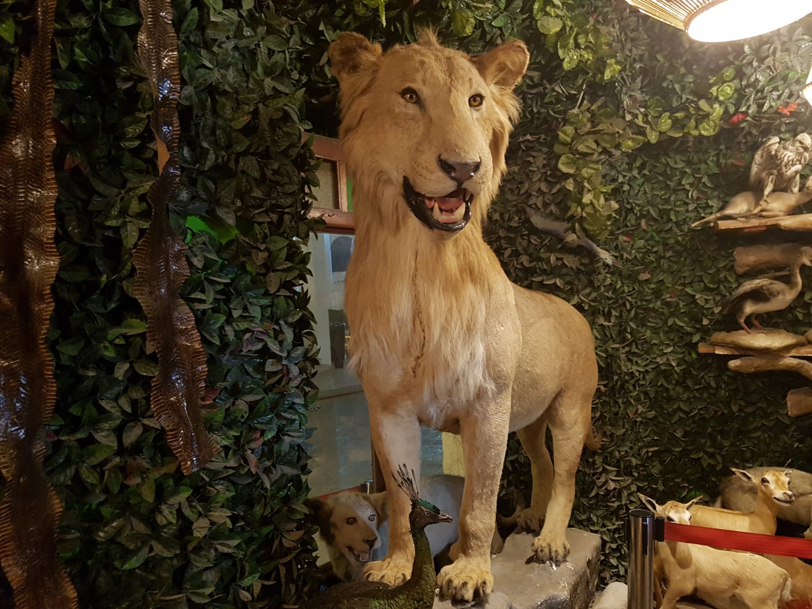 Katar çarşılarında sergilenen mumyalanmış hayvanlar - 0