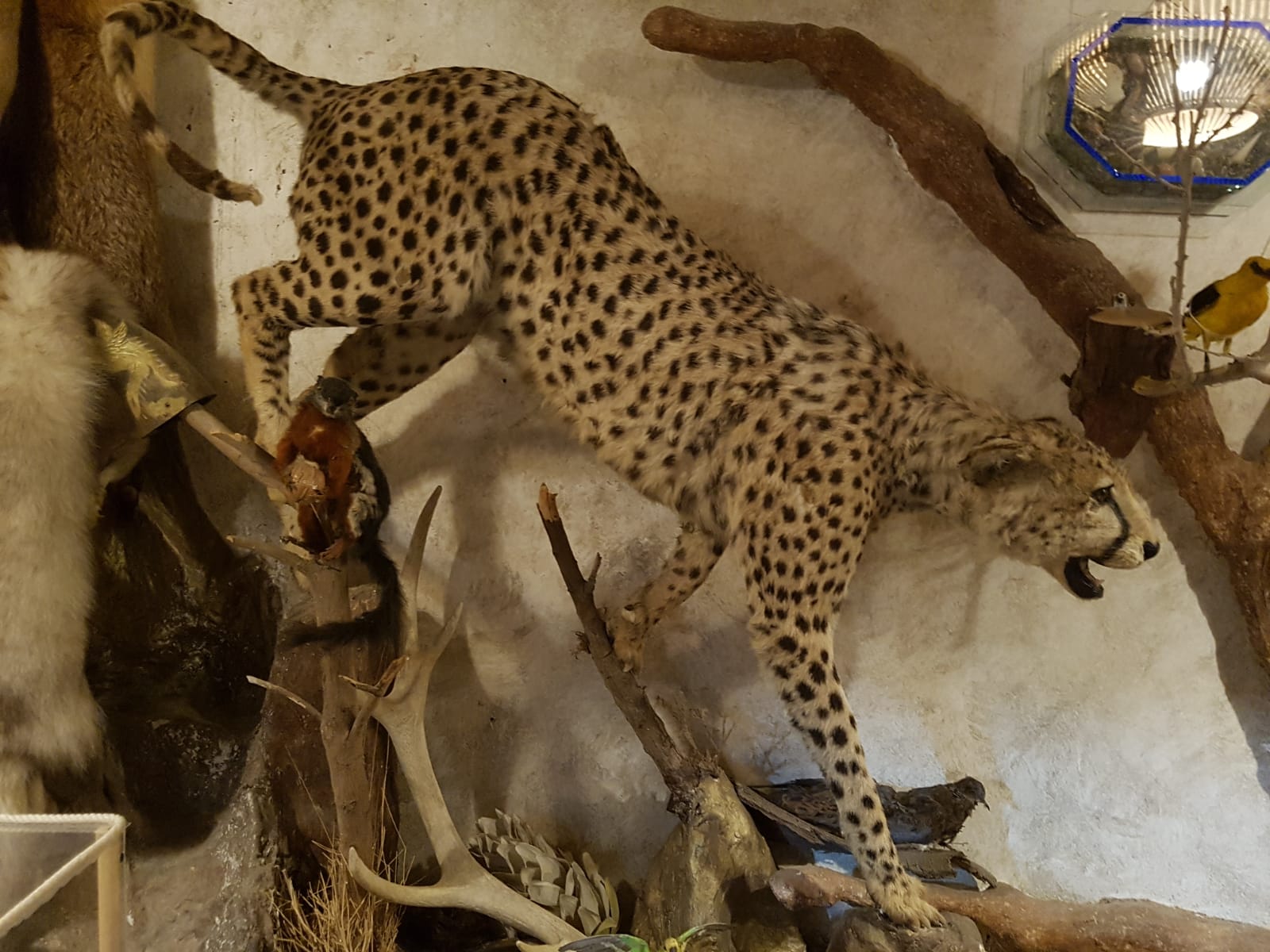 Katar çarşılarında sergilenen mumyalanmış hayvanlar - 0