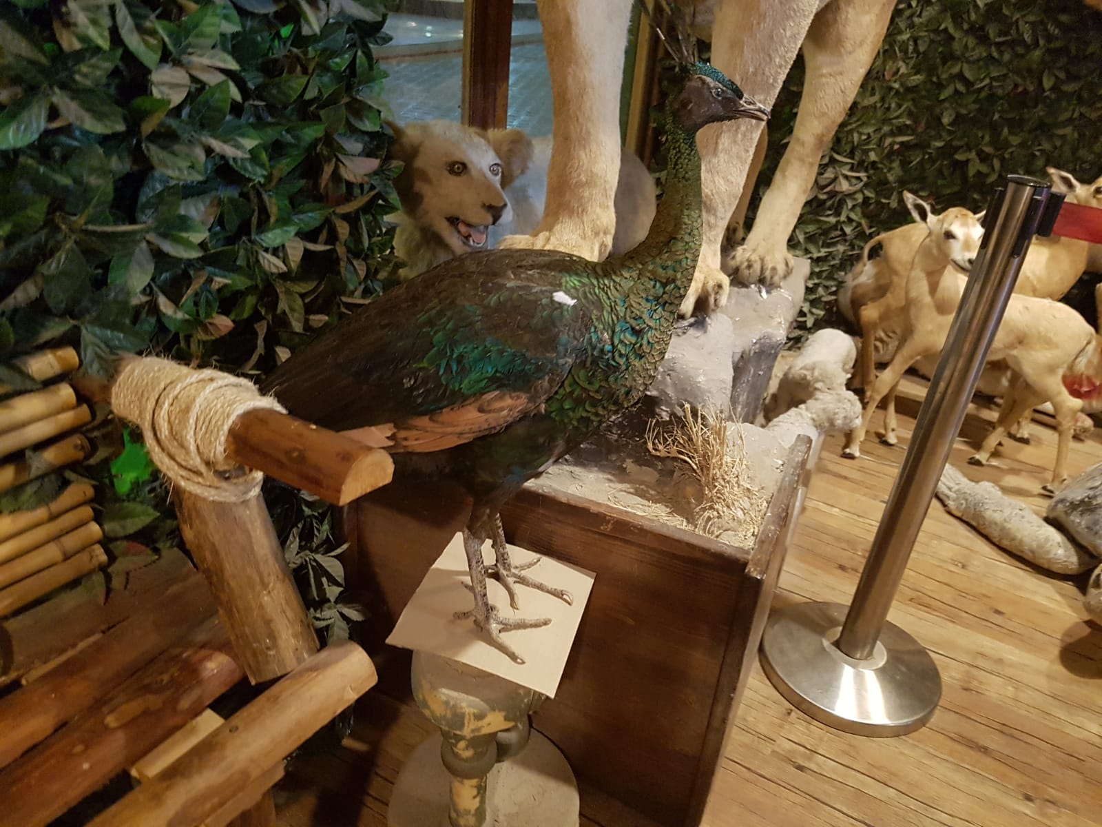 Katar çarşılarında sergilenen mumyalanmış hayvanlar - 0