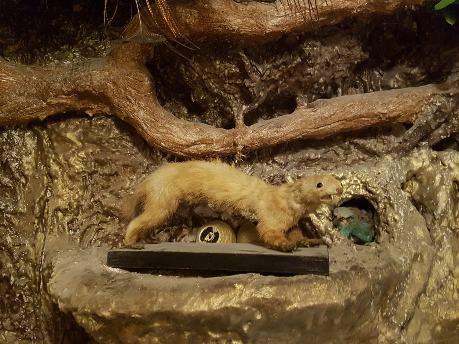 Katar çarşılarında sergilenen mumyalanmış hayvanlar - 0