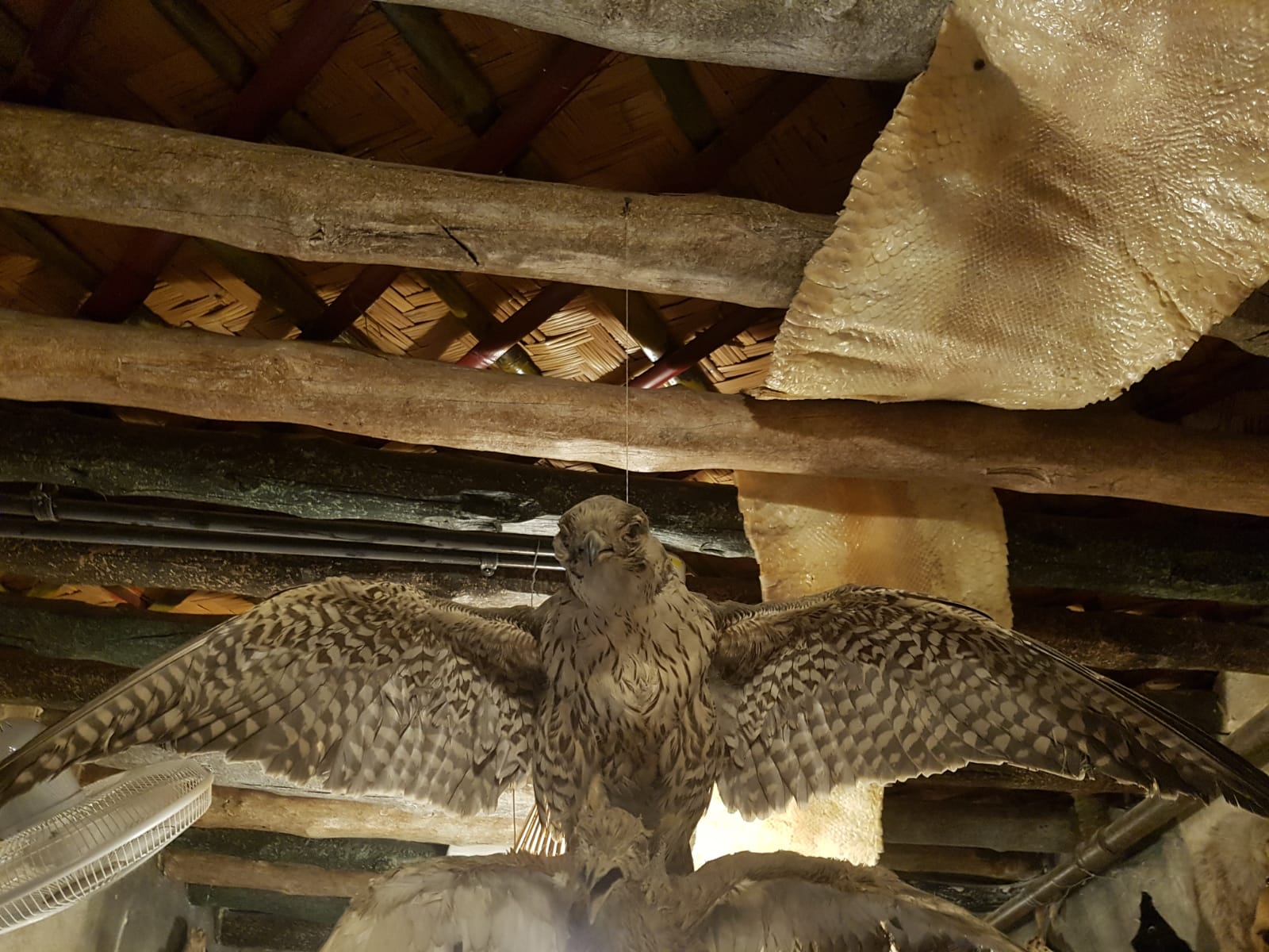 Katar çarşılarında sergilenen mumyalanmış hayvanlar - 0