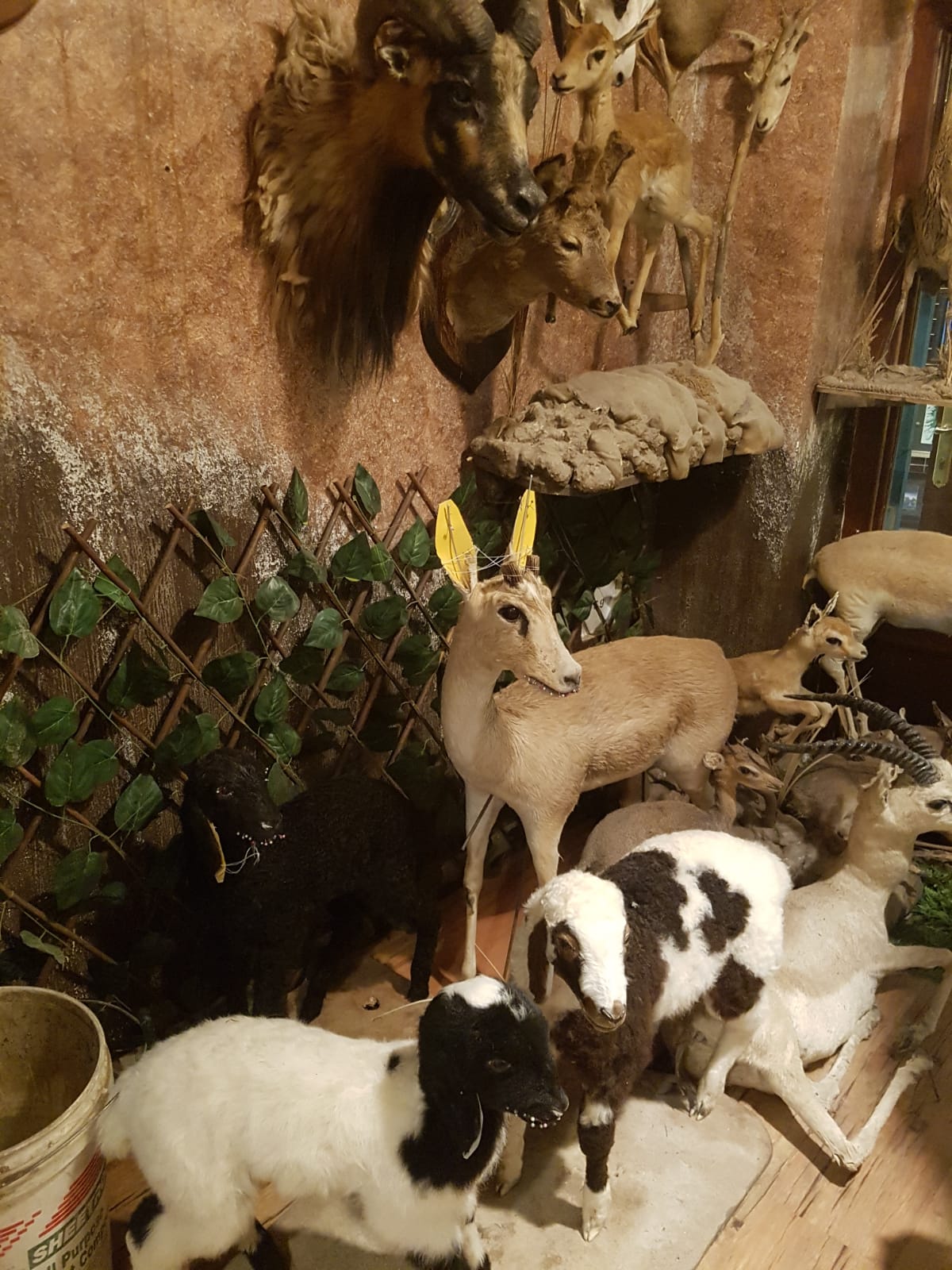 Katar çarşılarında sergilenen mumyalanmış hayvanlar - 0