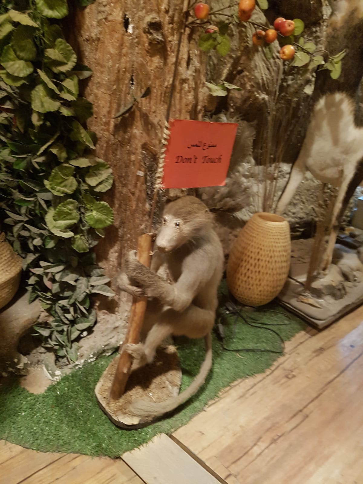 Katar çarşılarında sergilenen mumyalanmış hayvanlar - 0