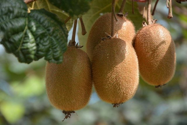 Benzediği organa iyi gelen yiyecekler - 16