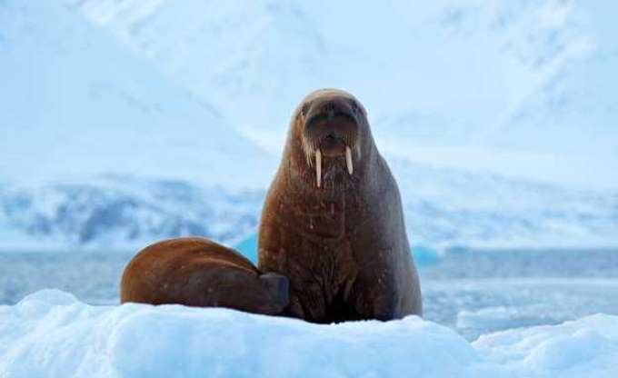 Bu adada ölmek yasak - 7