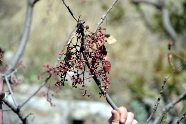 Avrupa ülkeleri, Bıttım sabununun peşinde - 8