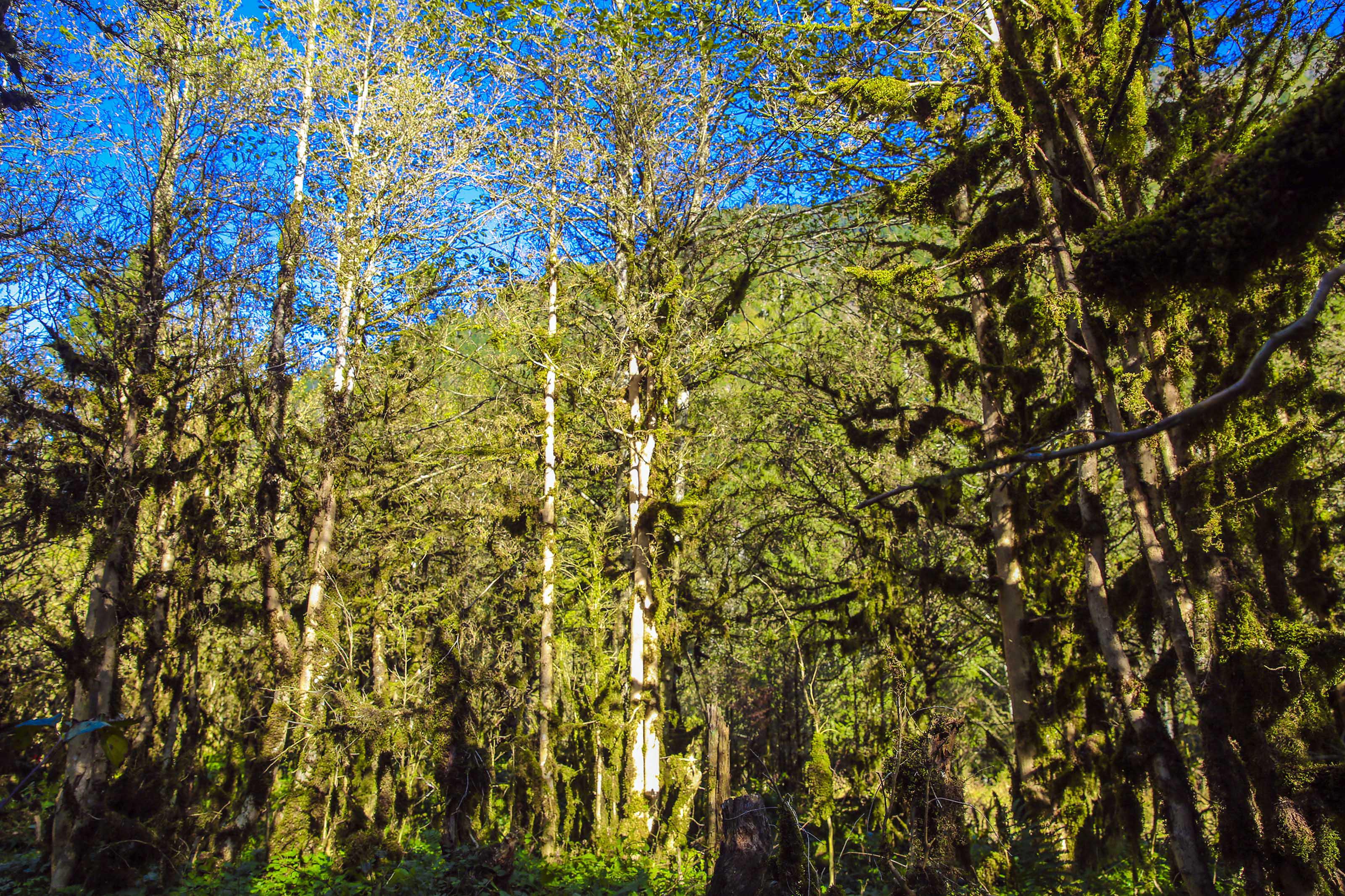 Fırtına Vadisi'ndeki şimşir ormanı kuruma tehlikesi altında - 1