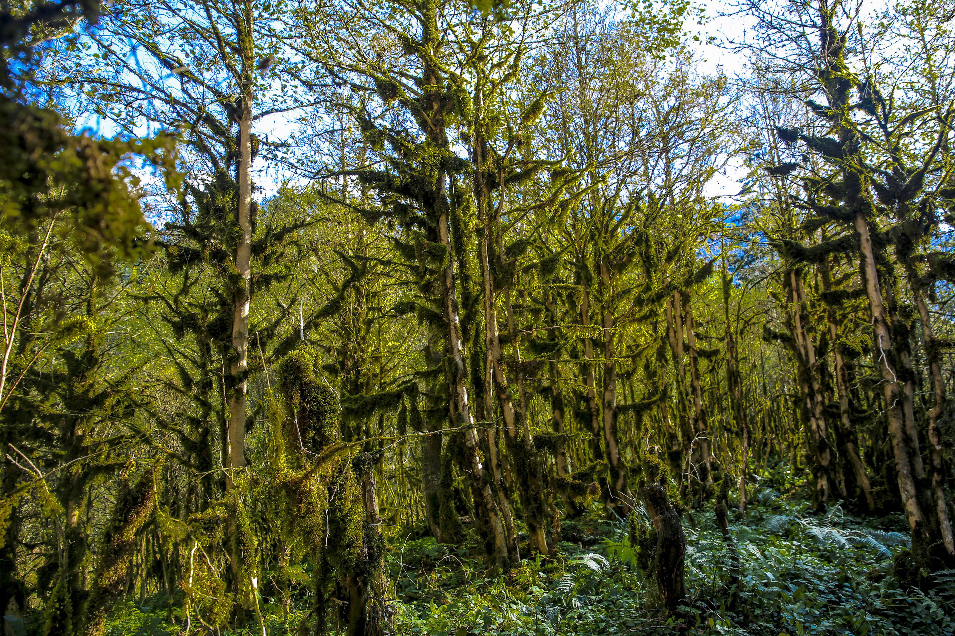 Fırtına Vadisi'ndeki şimşir ormanı kuruma tehlikesi altında - 2