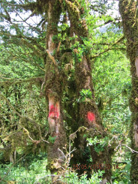 Fırtına Vadisi'ndeki şimşir ormanı kuruma tehlikesi altında - 3