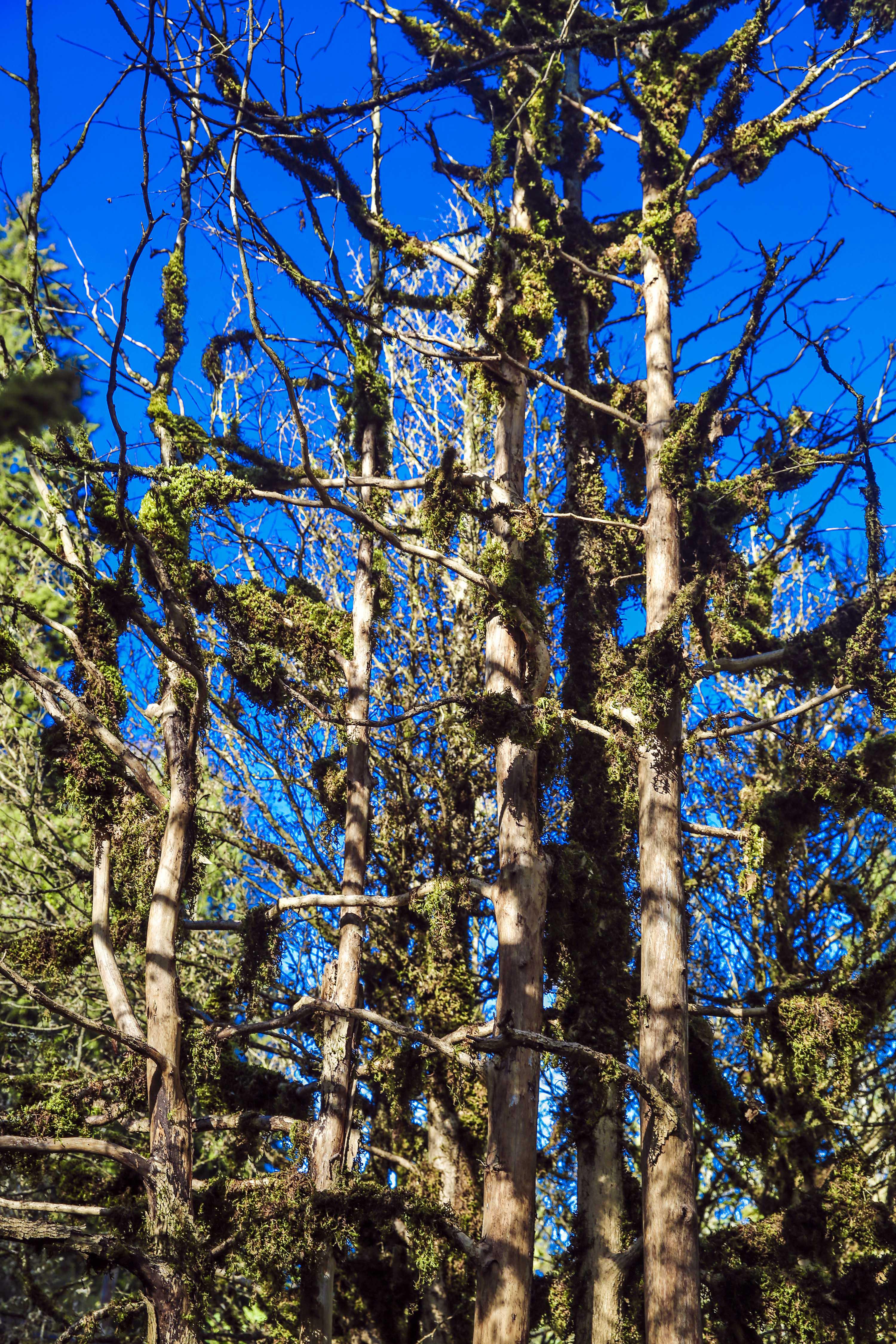 Fırtına Vadisi'ndeki şimşir ormanı kuruma tehlikesi altında - 4